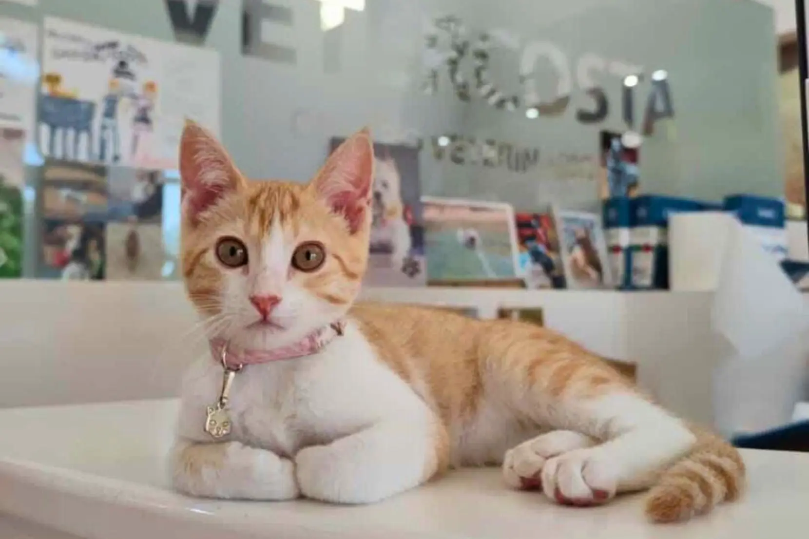 Vetercosta, mascotas y veterinaria en Chiclana de la Frontera