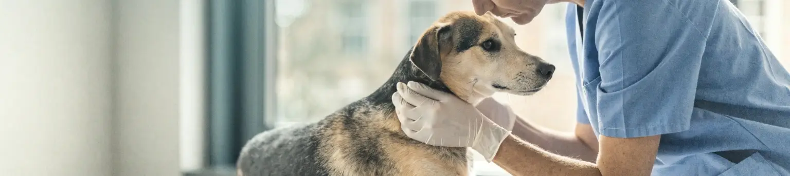 Veterinario realizando un chequeo anual completo a un perro en consulta