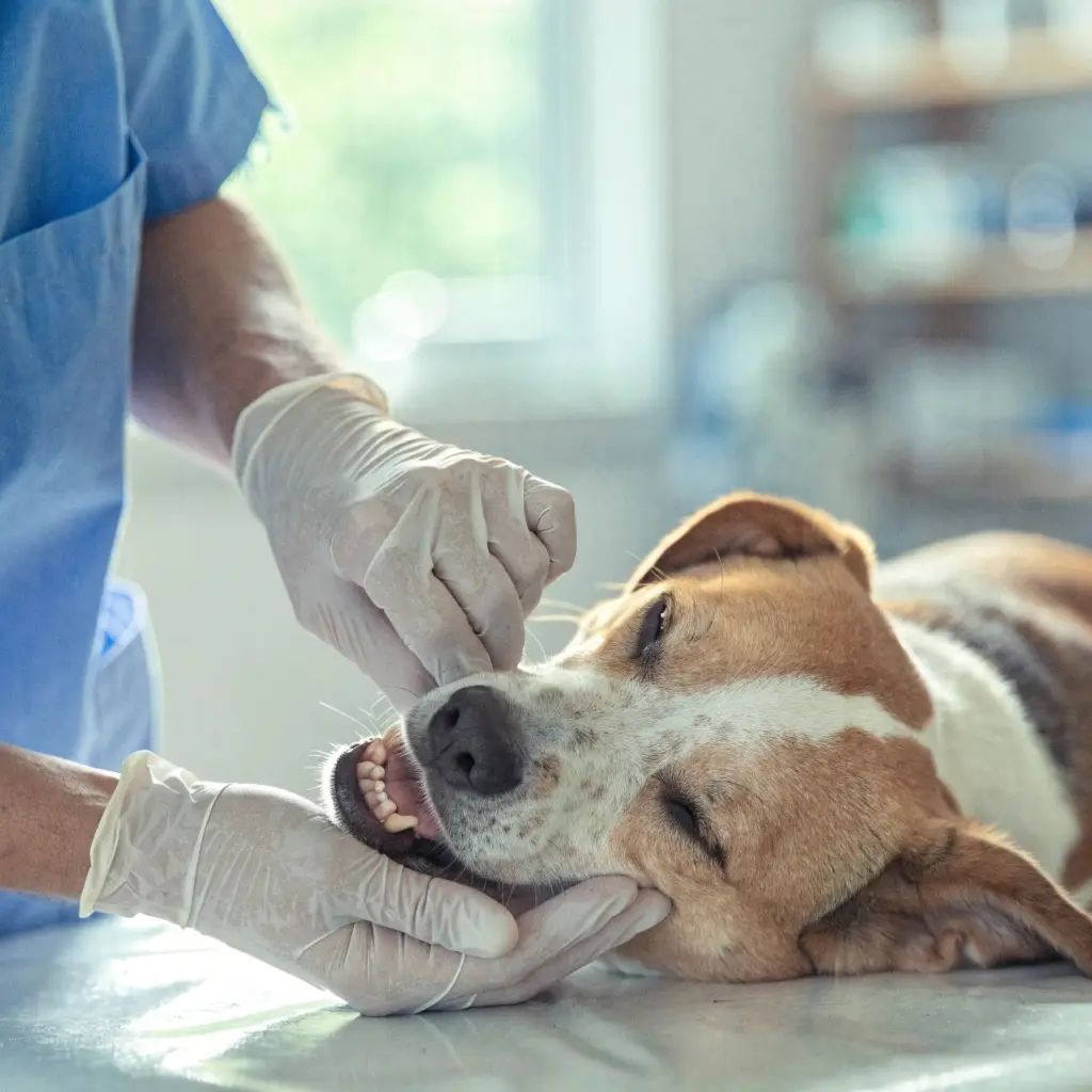 Revisión dental veterinaria en Vetercosta