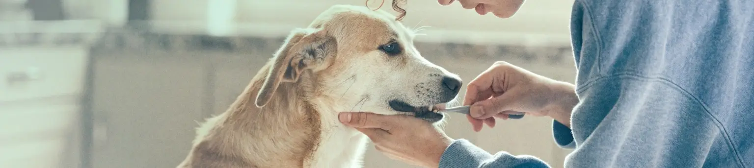Cómo limpiar los dientes a un perro paso a paso