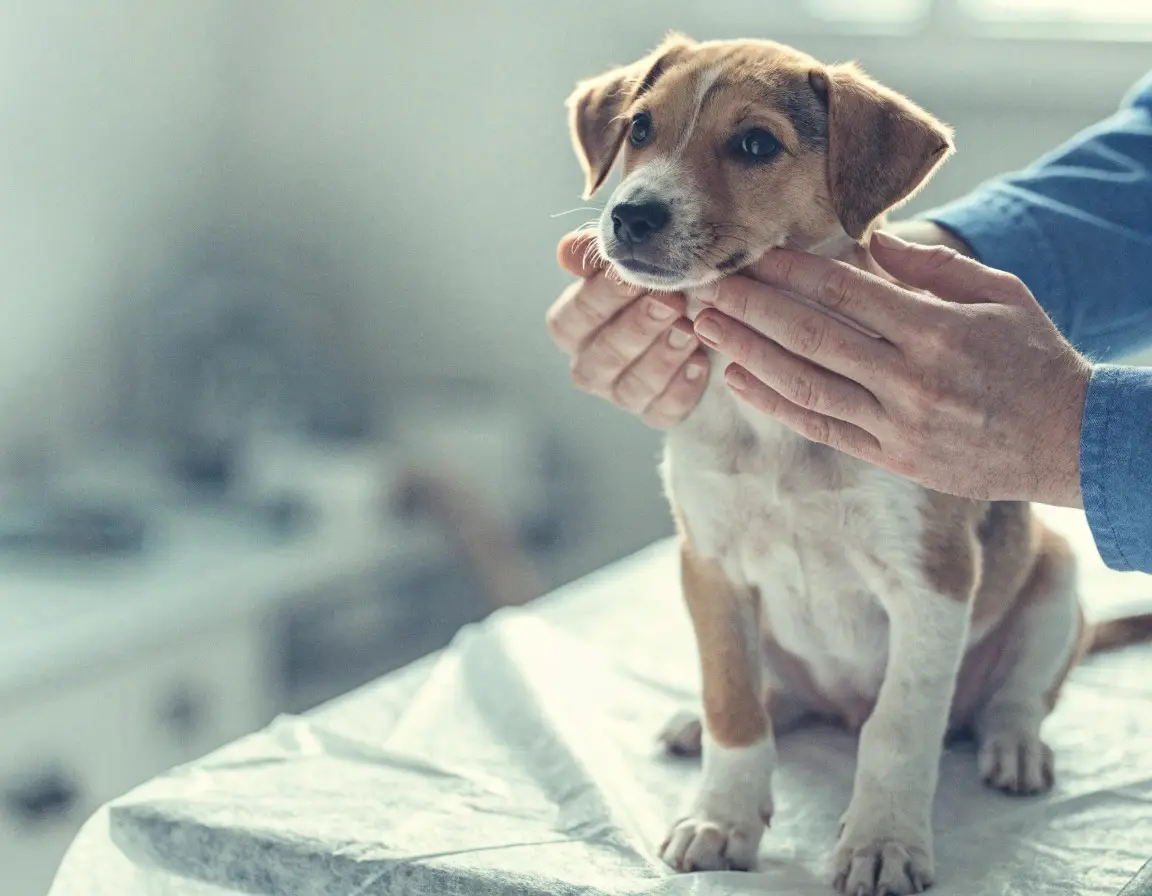 Cachorro siendo explorado o vacunado en consulta veterinaria