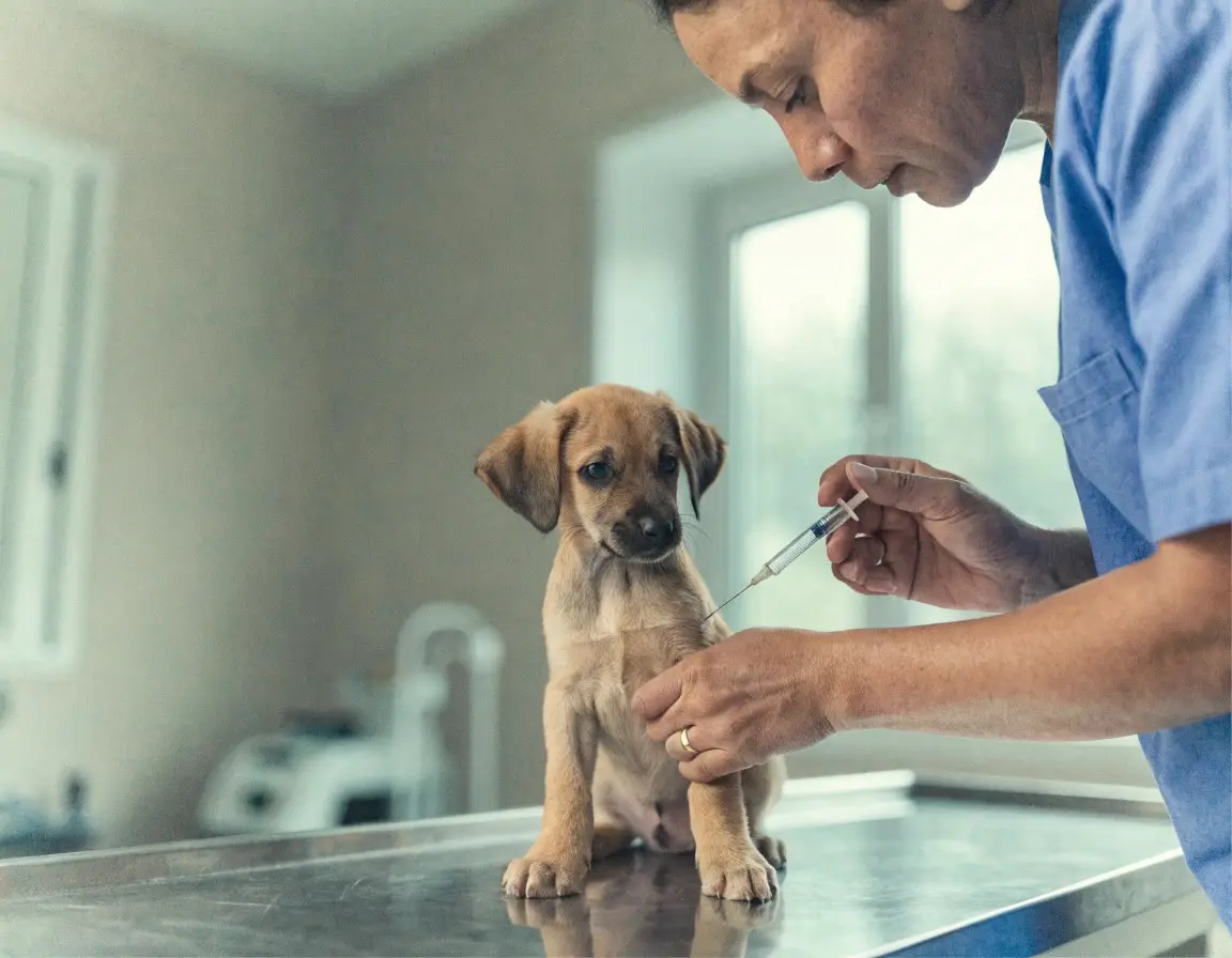 Cachorro siendo explorado o vacunado en consulta veterinaria