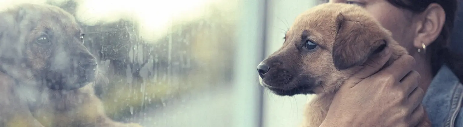 Cachorro en brazos o en transportín observando la calle, sin contacto con el suelo