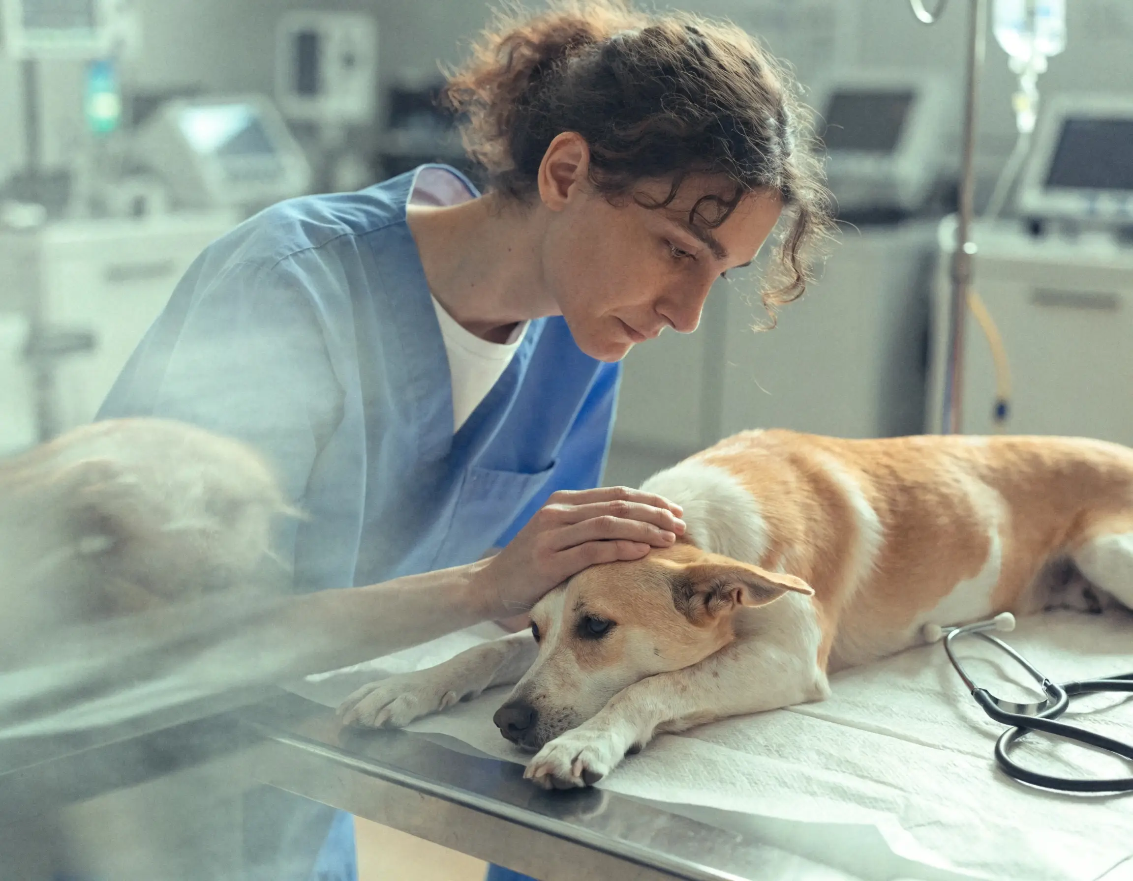 Veterinario valorando a una mascota en una urgencia veterinaria