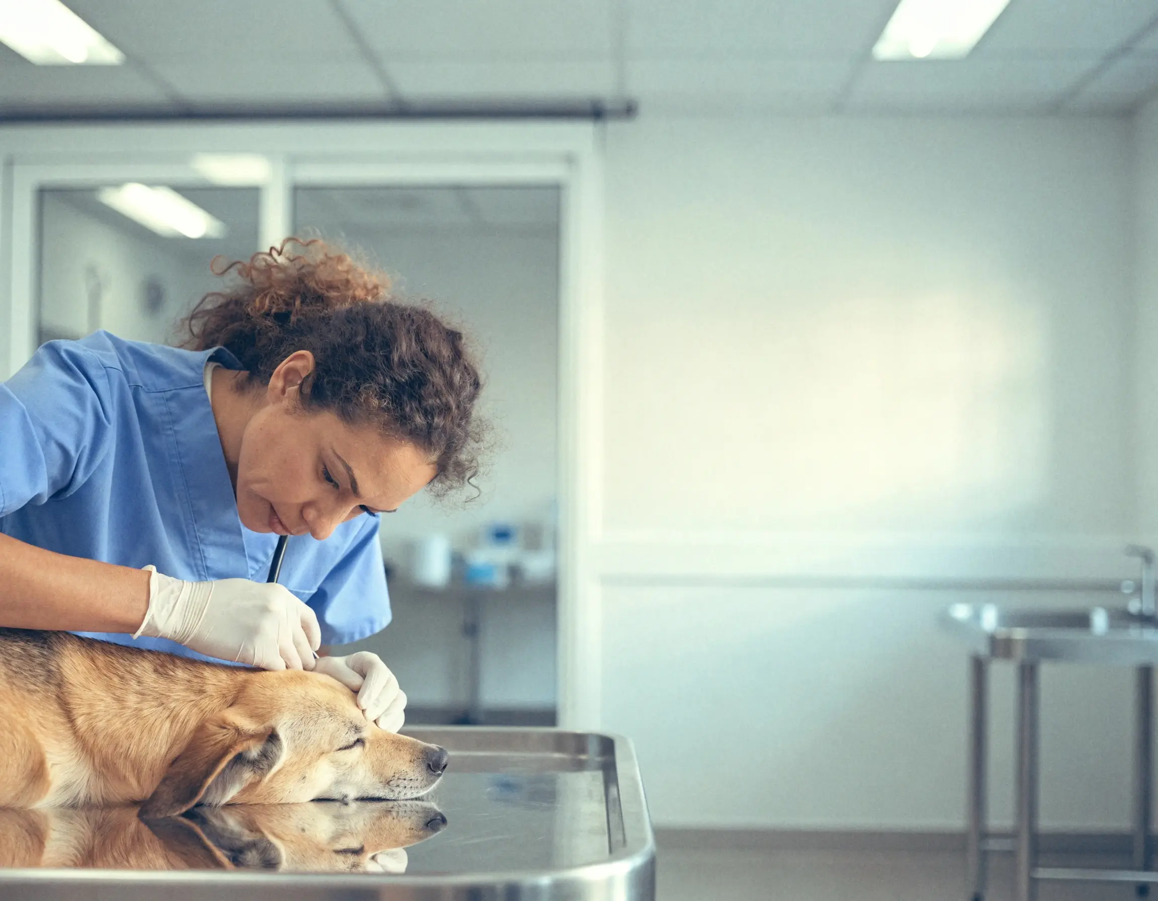 Veterinario valorando a una mascota en una urgencia veterinaria